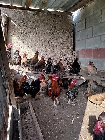 цыплята карабалта: Продаю | Куры — 4