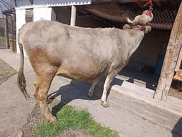 молочные коровы: Продаю | Корова (самка) | Полукровка | Для молока | Привязанные — 3