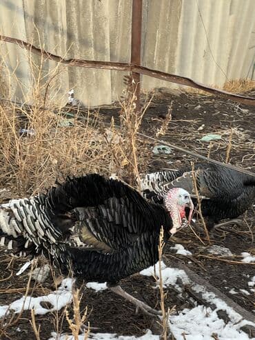 Зоотовары: Продаю | Индюк (самец) — 8