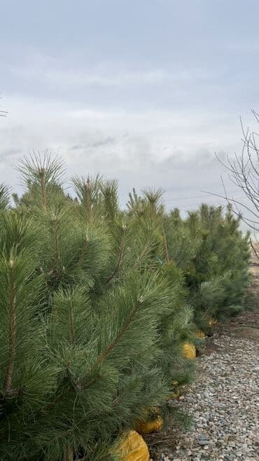 пластиковые контейнеры с крышкой купить бишкек: Саженцы деревьев: Сосны — 2