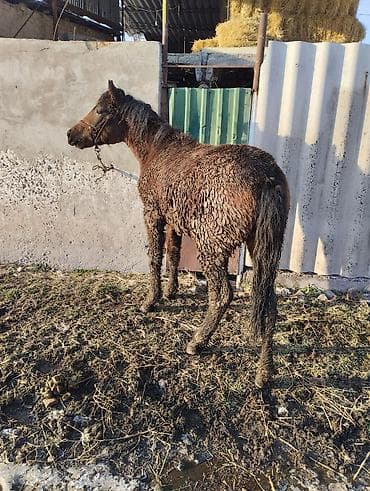 ахалтекинская лошадь цена: Продаю | Жеребенок | Полукровка | Рабочий | Племенные — 1