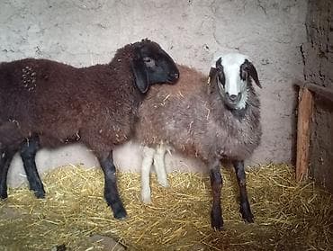 беелер сатылат: Сатам | Козу | Көбөйтүү үчүн — 1