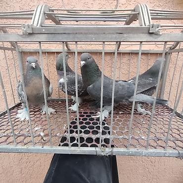 Аквариумы: Голуби. Турецкая Такла — 4