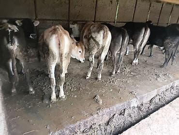 голштин коровы: Продаю | Тёлка | На откорм | Привязанные — 1
