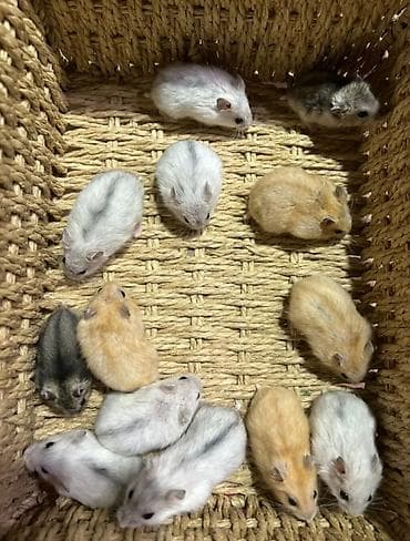 бурудер: Продаются сирийские, ангорские пушистые хомячки, джунгарские — 2