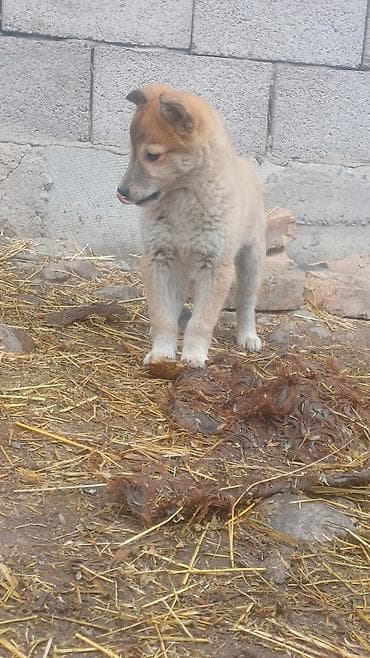 тайган щенок: ЩенкиЗаподносибирской лайки, крепкие, с плотной шерстью, стоячими — 8