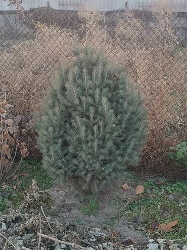 купить черемуху: Саженцы деревьев: Ели — 5