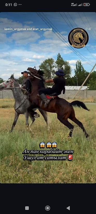 феникс куры: Продаю | Жеребец | Конный спорт | Племенные — 3