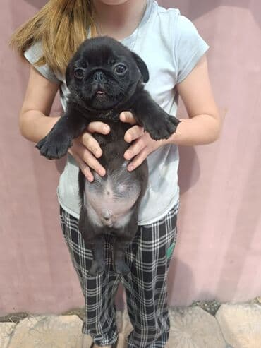 продаю щенков мопса: Мопс, 2 айлык, Эркек — 2
