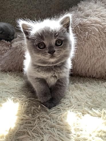 кошка мышык: Британские котята, окраc голубой (blue). Классическая плюшевая шубка — 2