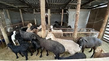 Продаю | Овца (самка), Ягненок | На забой, Для разведения | Матка, Ягнившаяся