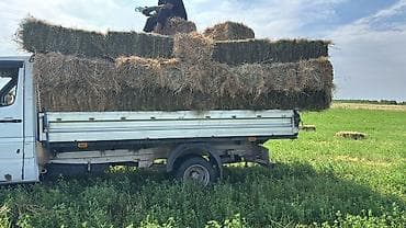 ящик бишкек: 500 штук чоп Аралаш беде плотный чон чон доставка мн — 2