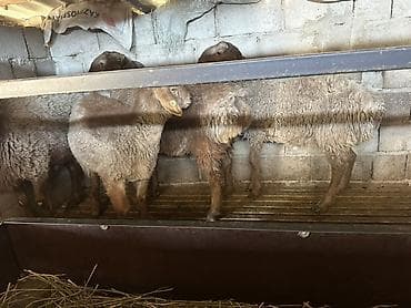 корм для барана: Продаю | Овца (самка) | Полукровка | Для разведения — 2