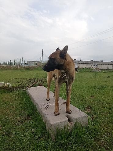 бельгийская кошка цена: Бельгийский Жана немецкий овчарка Экоотен мал айдайт. Бельгийский — 6