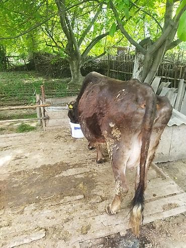 продажа собак в бишкеке: Продаю | Корова (самка) | Полукровка | Для молока | Привязанные — 3