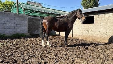 пони конь: Продаётся лошадьАйгыр отлично 👍🏻 держит косяк дает отличных — 2