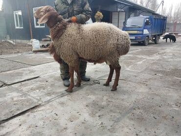 где можно купить телят симментальской породы: Продаю | Баран (самец) | Для разведения, Для шерсти — 8