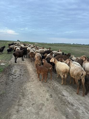 трекер для животных: Продаю | Баран (самец) | Арашан | Для разведения | Ягнившаяся — 1