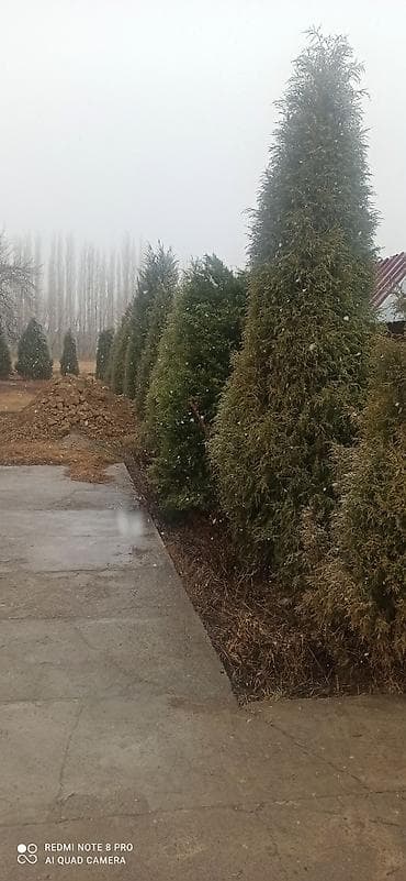 Уголь: Другие виды семян и саженцев — 1