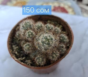 цветок выскочка купить: Продаю адениум — 5