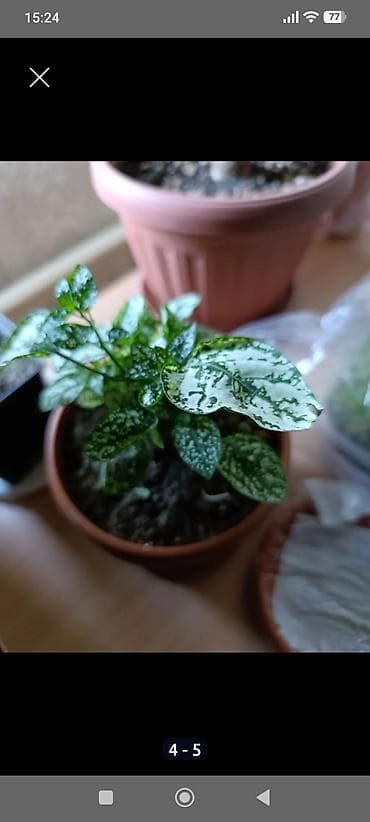 фикус с белыми листьями: Гипоэстес (Hypoestes phyllostachya) «пятнистый» в горшке,есть белый — 7