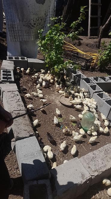 сокол птица цена: Продаю | Цыплята | Бройлерная | На забой — 2