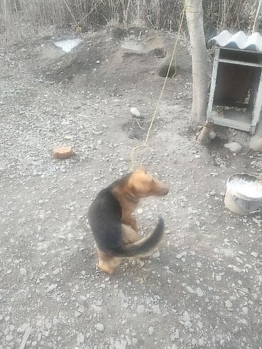 кандек собака: Бакчага ылайыктуу ит берилет. Абдан достук мүнөздүү, адамдарга жакын — 3