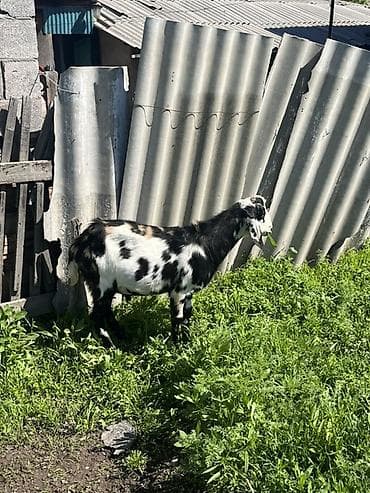 коза молоко: Продаю | Коза (самка) | Нубийская | На забой, Для разведения, Для молока | Племенные, Котные, Осеменитель — 3