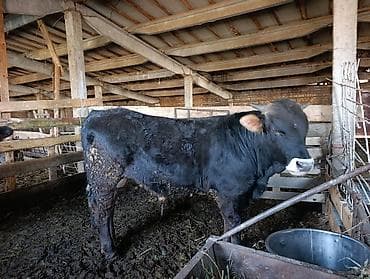 Кемирүүчүлөр: Бычки — 1