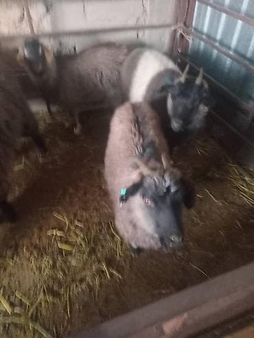 Продаю | Овца (самка) | Полукровка | На забой