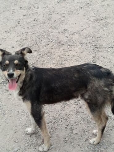 продажа щенков мопса: Отдаю бесплатно. стерилизацию и кастрацию гарантирую бесплатно. не — 6