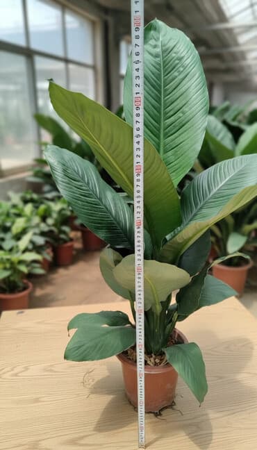 саженцы тюльпанов: Предлагаются различные комнатные растения в горшках. В наличии кротоны — 1