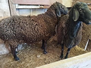 овчарка самка: Продаю | Овца (самка) | Для разведения | Матка — 2