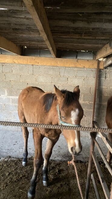 купить рабочую охотничью собаку: Сатам | Байтал, Тай | Көбөйтүү үчүн — 1