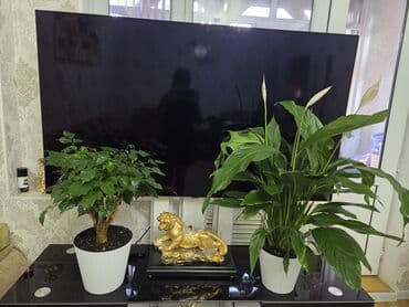 водоросли для аквариума купить: Комнатные растения в горшках: - Каланхоэ, бегония тигровая — 27