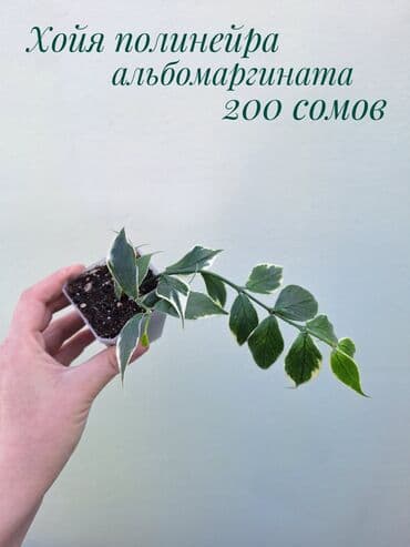 зеленое постельное белье: ● Комнатные растения (укоренённые черенки, молодые растения, взрослые — 25