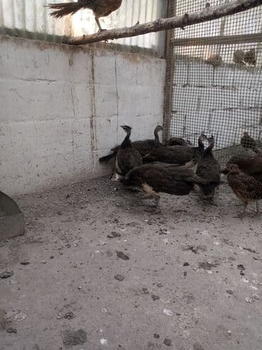 Собаки: Продаю подростков индийских павлинят этого года парами и по — 1