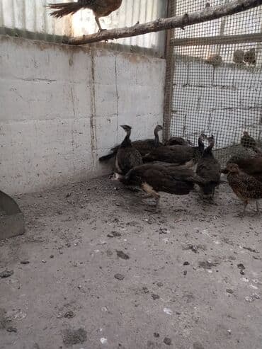 Кошки: Продаю подростков индийских павлинят — 5