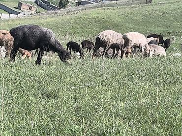 куры живые: Продаю | Овца (самка) | Для разведения | Матка — 5