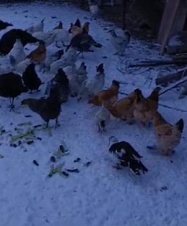 суточный цыплят: Продаю | Куры | Домашняя | Несушки — 1