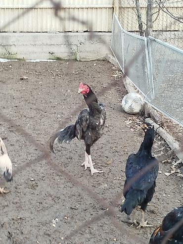 токмок собаки: Дакан пепел жожо короз сатылат активный алмашу жолдору бар адрес — 2