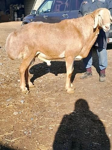 овец арашан: Продаю | Овца (самка) | Арашан | Для разведения | Матка — 5