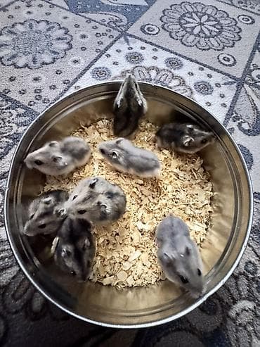 сирийский: Хомячки декоративные от 300сомов и выше - В наличии джунгарики — 2