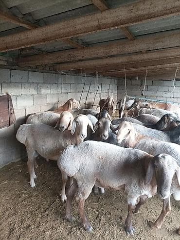 Продаю | Овца (самка) | Для разведения