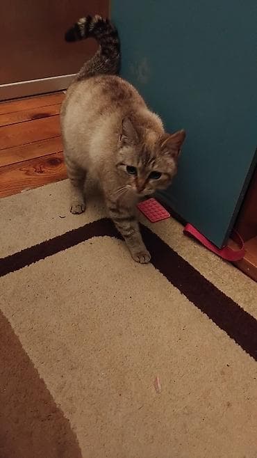 Аквариумы: Котёнок, тигровый окрас (серо-бежевые полосы), короткая шерсть, синие — 4