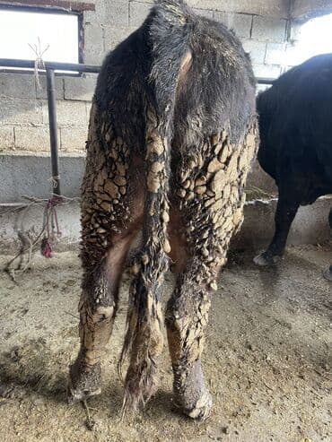 продам козу дойную: Продаю | Бык (самец) | Швицкая | На откорм, На забой, Для разведения | Племенные, Искусственник — 3