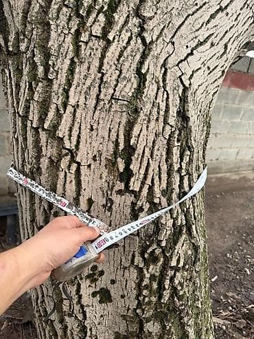 леса для строительства: Плодовое дерево (орех/каштан, взрослое) для пересадки или заготовки — 3