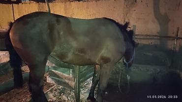 кара кой: Продаю | Кобыла (самка) — 3