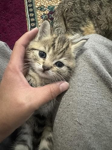 сельскохозяйственные животные продажа: Котята от домашней породистой кошки Родились 19 февраля 3 девочки 1 — 2