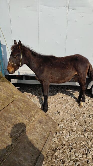 собачий дом: Мул жеребёнок молодой (молодое животное), масть — 1